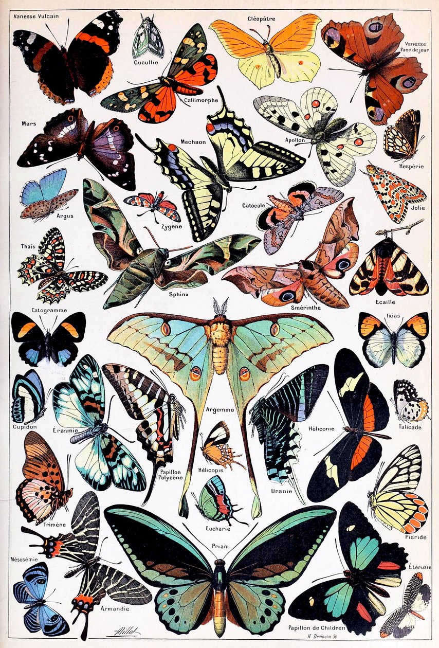 Ilustração de borboletas e traças c.1923 de Adolphe Philippe Millot