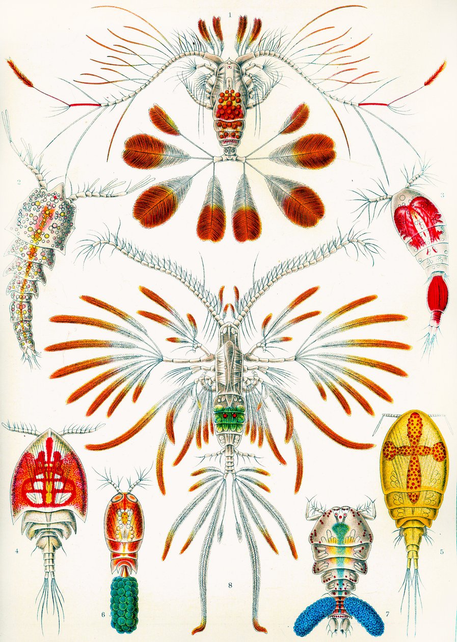 Ilustração, copepods, c.1909 de Adolphe Philippe Millot