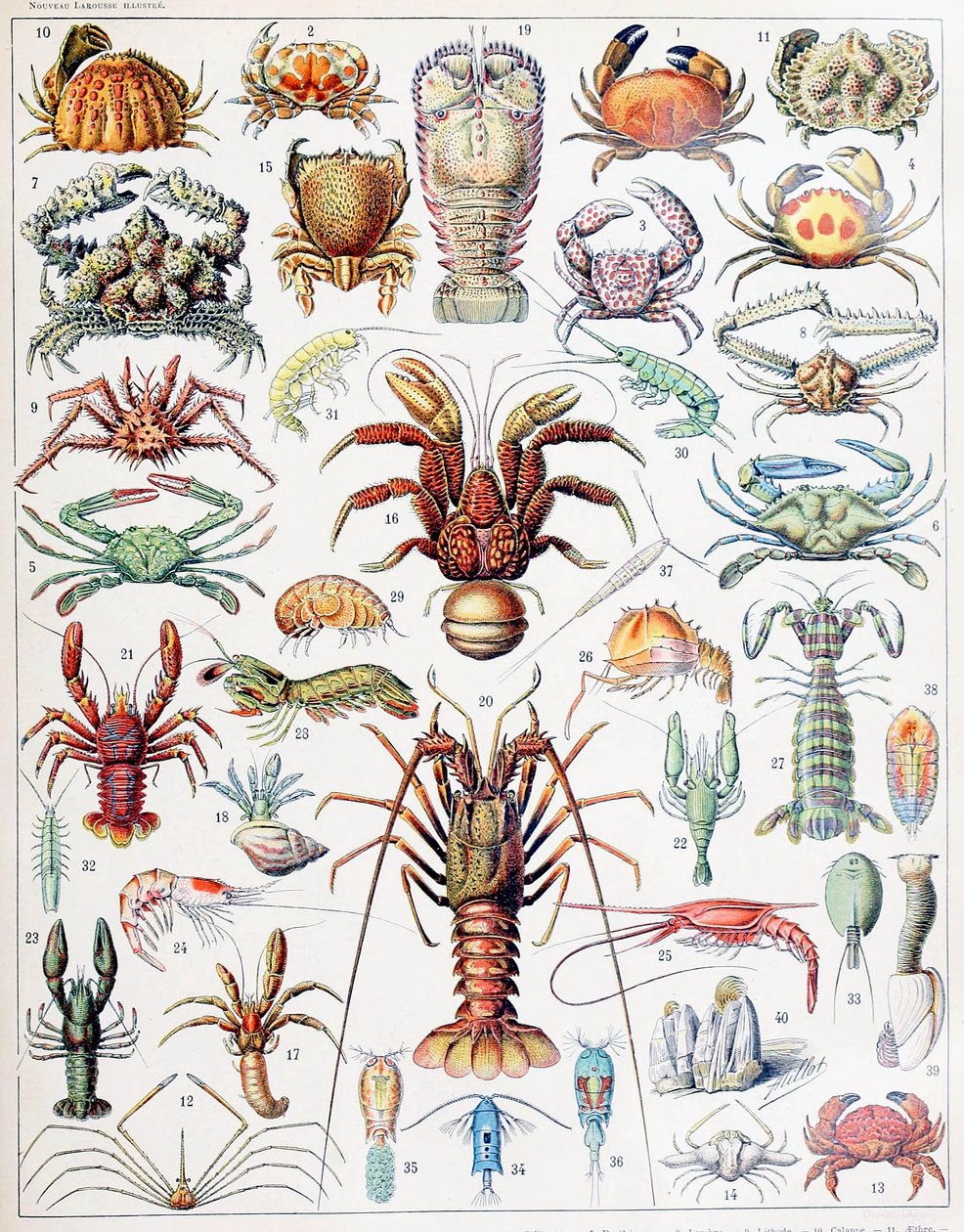 Ilustração de crustáceos c.1923 de Adolphe Philippe Millot