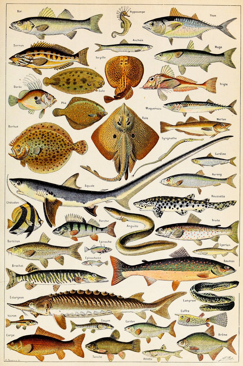 Ilustração de peixe comestível, c.1923 de Adolphe Philippe Millot