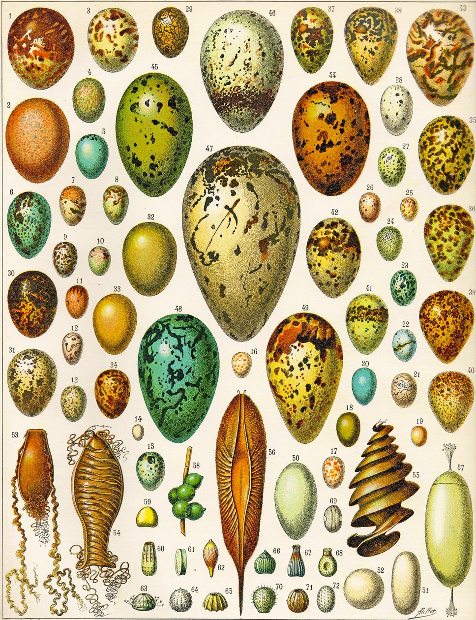 Ilustração de ovos c.1923 de Adolphe Philippe Millot