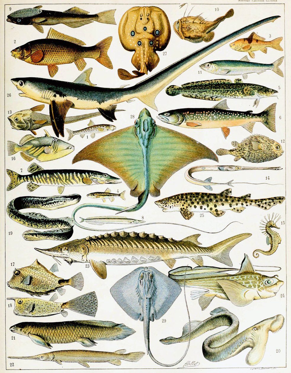 Ilustração de Peixe c.1923 (litho) de Adolphe Philippe Millot