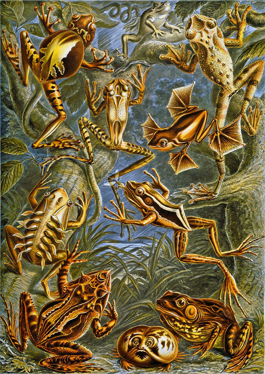 Ilustração de rãs e sapos c.1909 de Adolphe Philippe Millot
