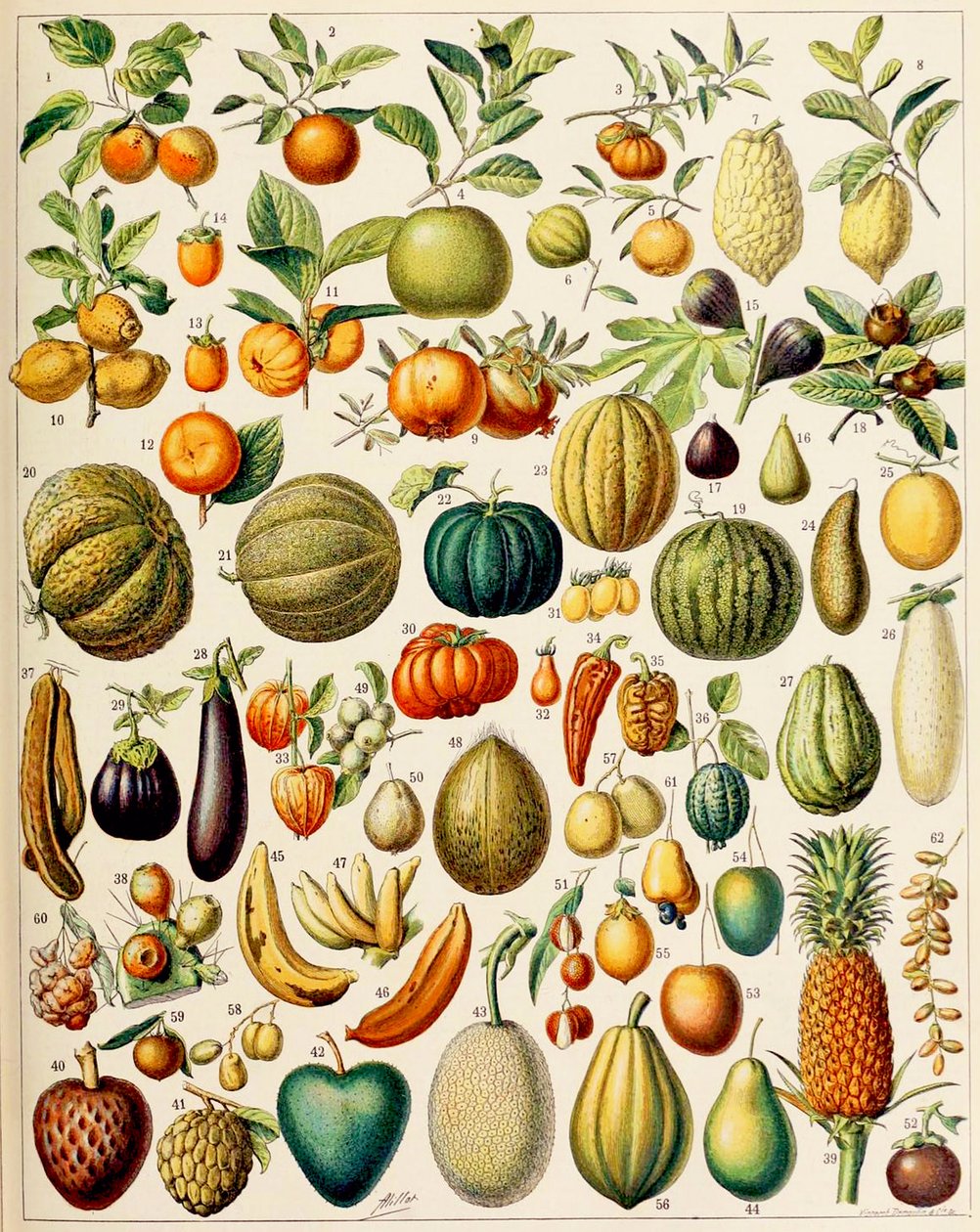 Ilustração de frutas c.1923 de Adolphe Philippe Millot