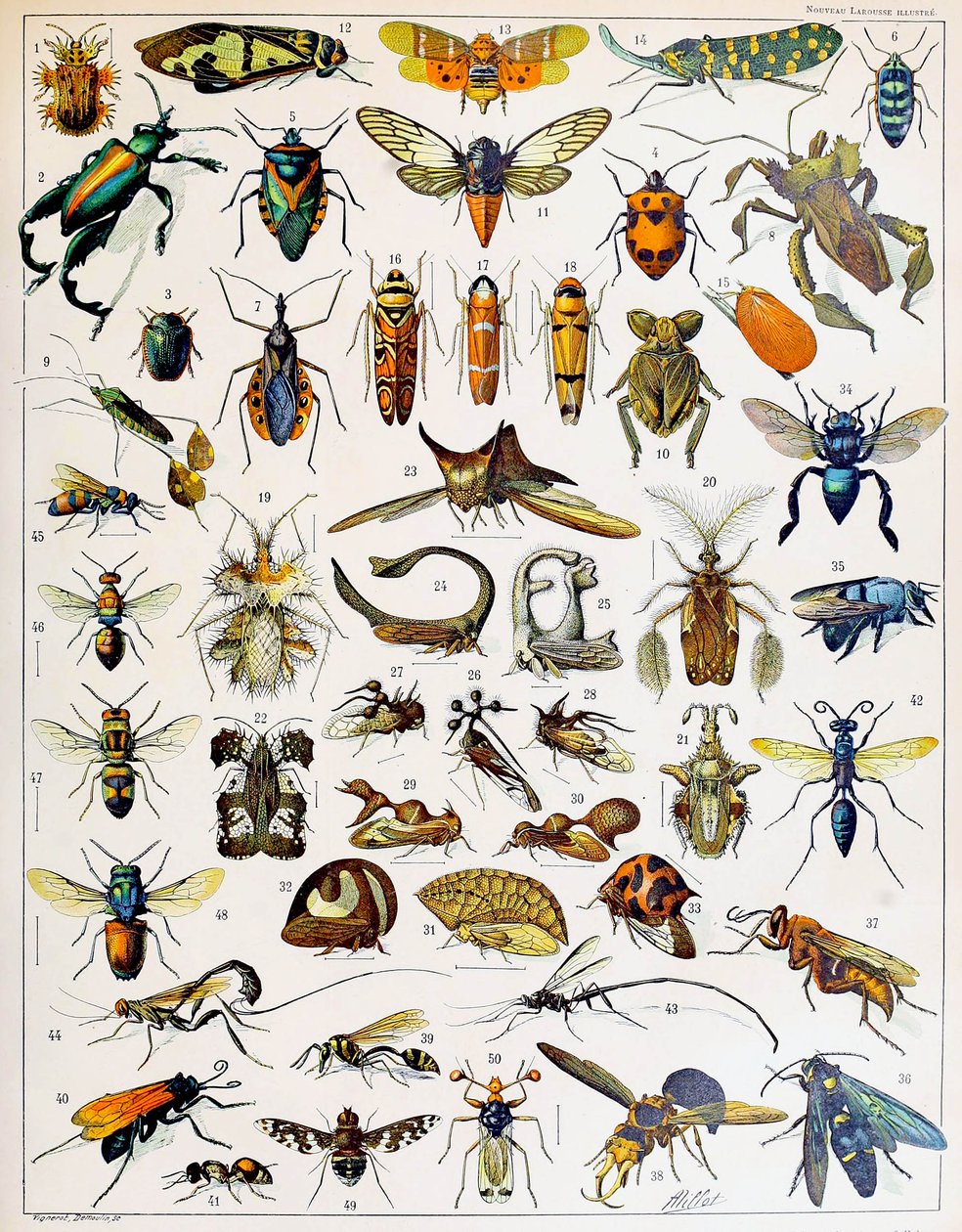 Ilustração de insetos c.1923 de Adolphe Philippe Millot