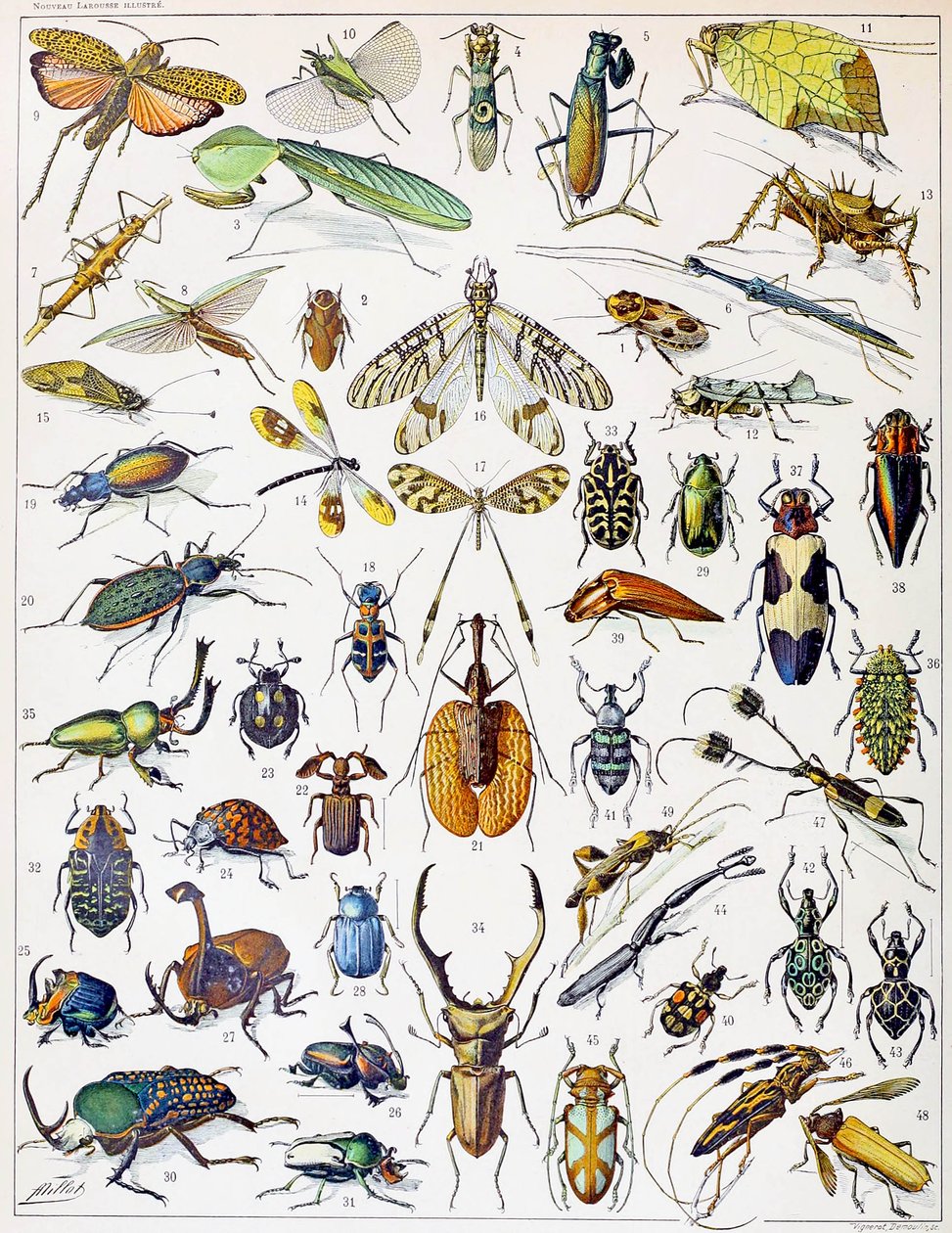 Ilustração de insetos c.1923 de Adolphe Philippe Millot