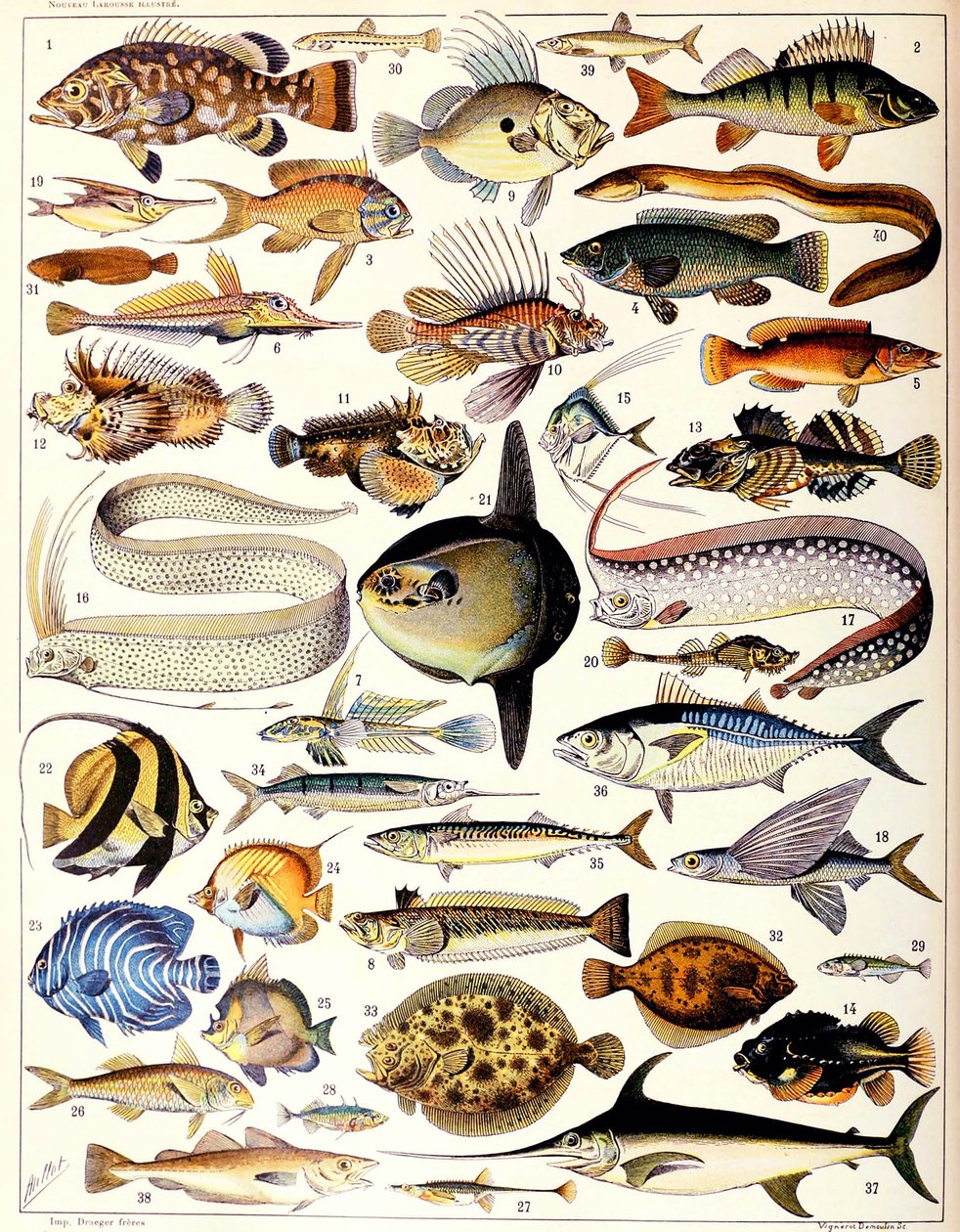 Ilustração de peixes marinhos c.1923 de Adolphe Philippe Millot