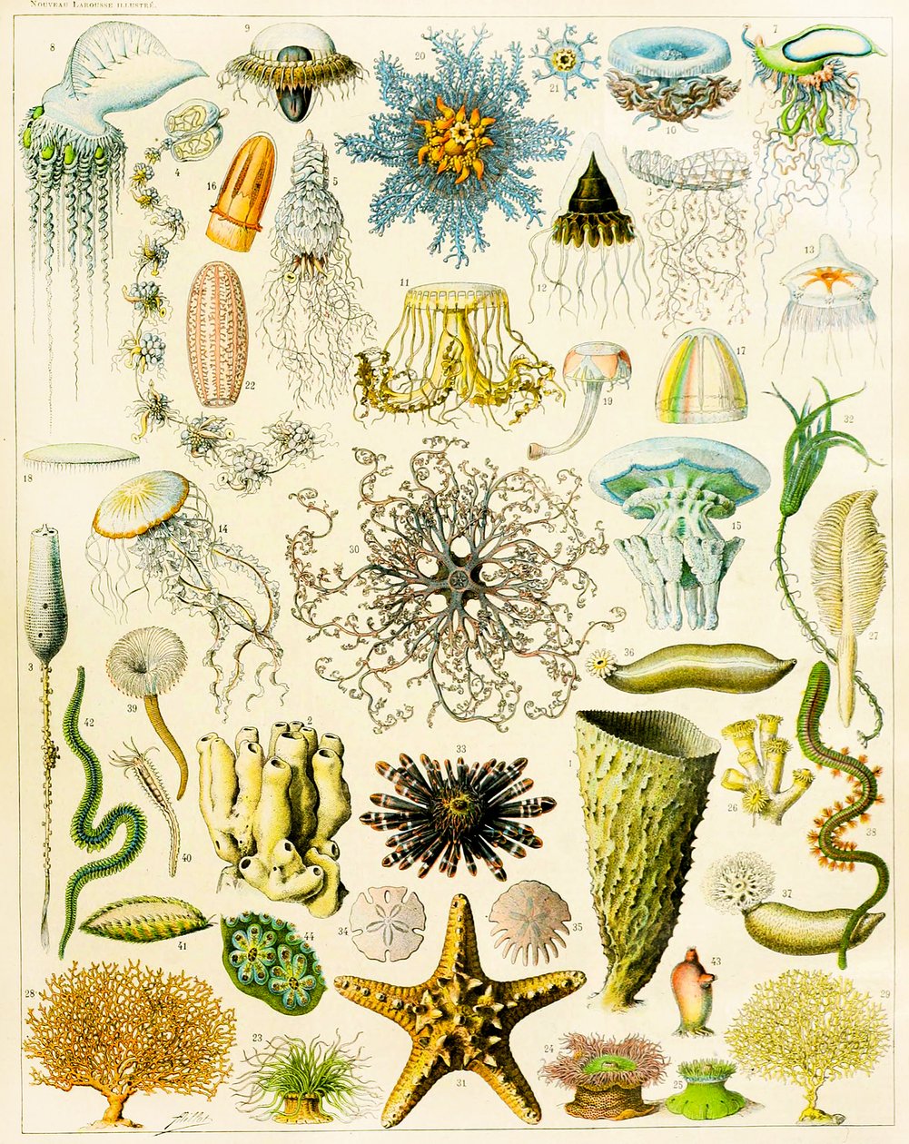 Ilustração de organismos marinhos c.1923 de Adolphe Philippe Millot