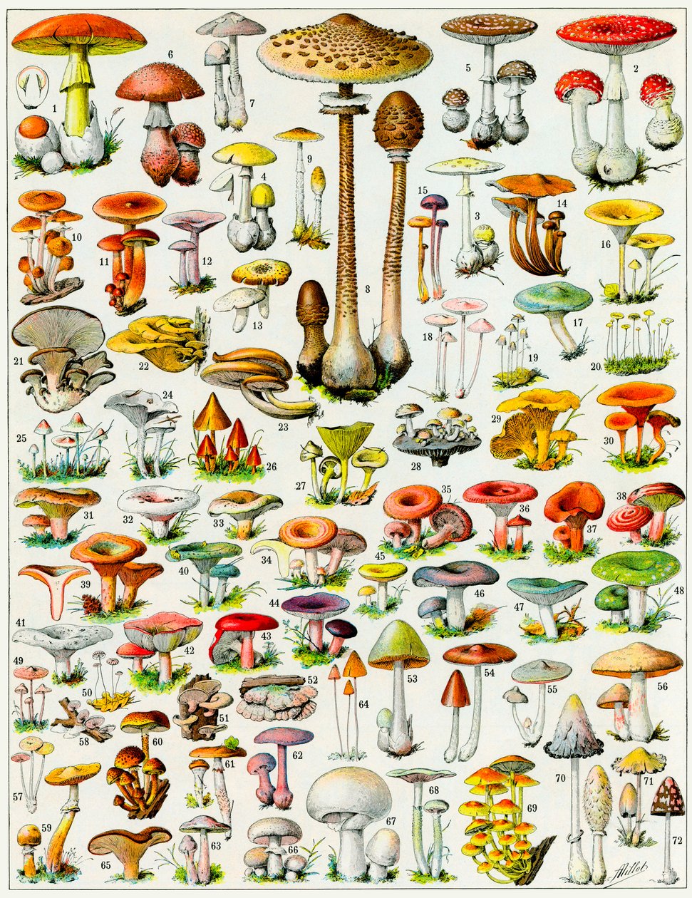 Ilustração de cogumelos c.1923 de Adolphe Philippe Millot