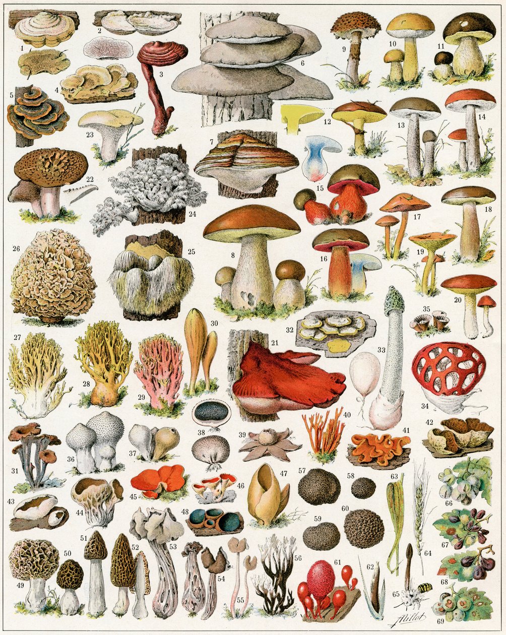 Ilustração de cogumelos c.1923 de Adolphe Philippe Millot
