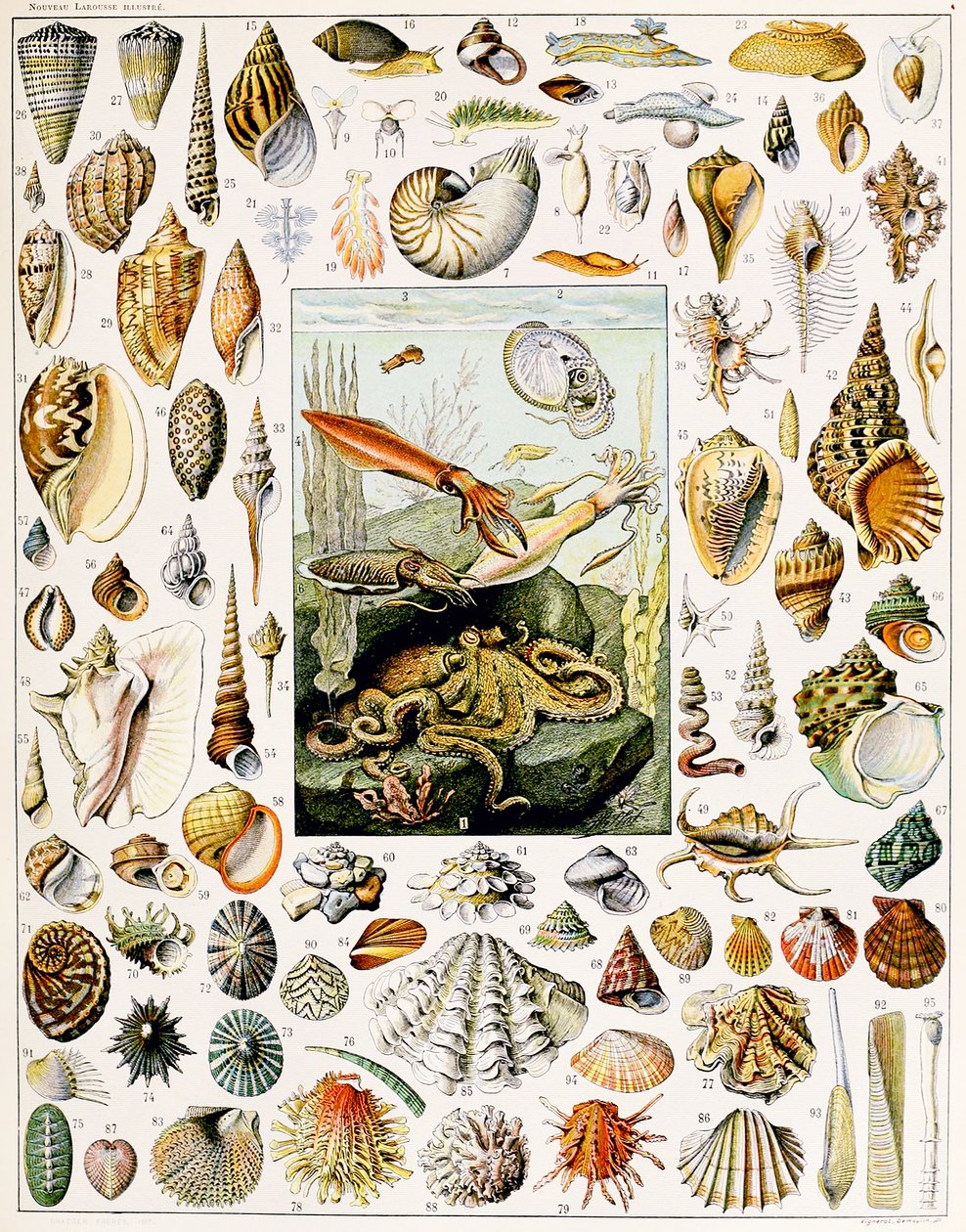 Ilustração de conchas c.1923 de Adolphe Philippe Millot