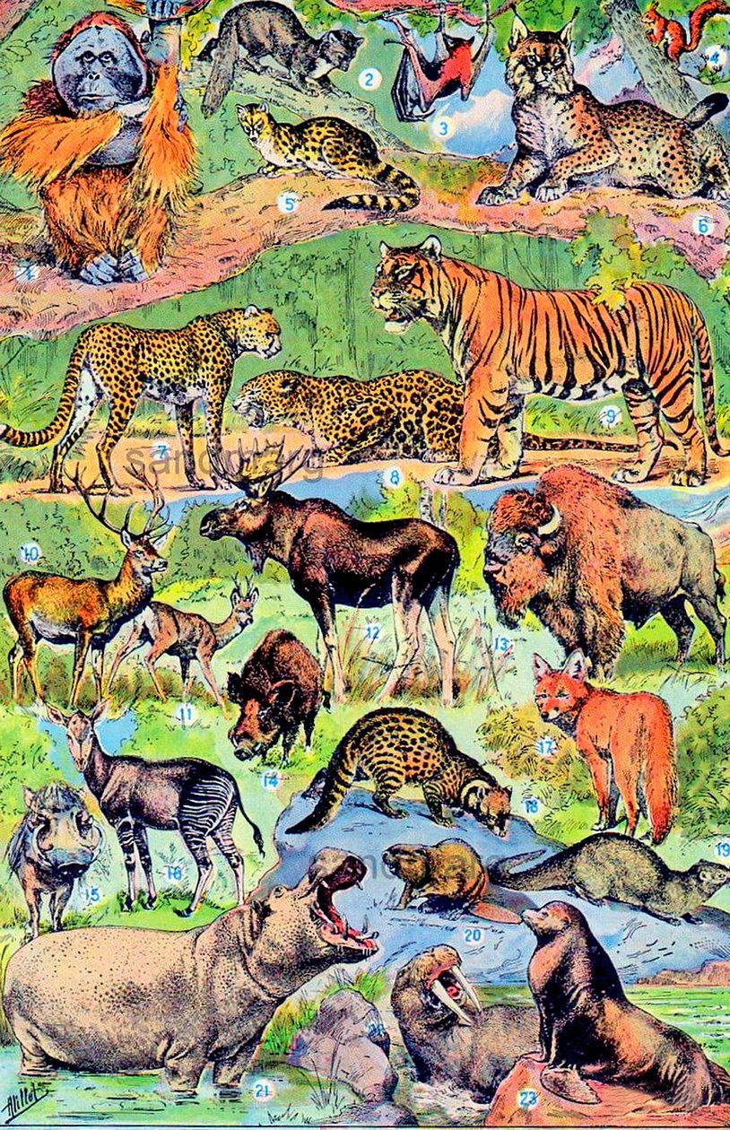 Ilustração de animais selvagens c.1923 de Adolphe Philippe Millot