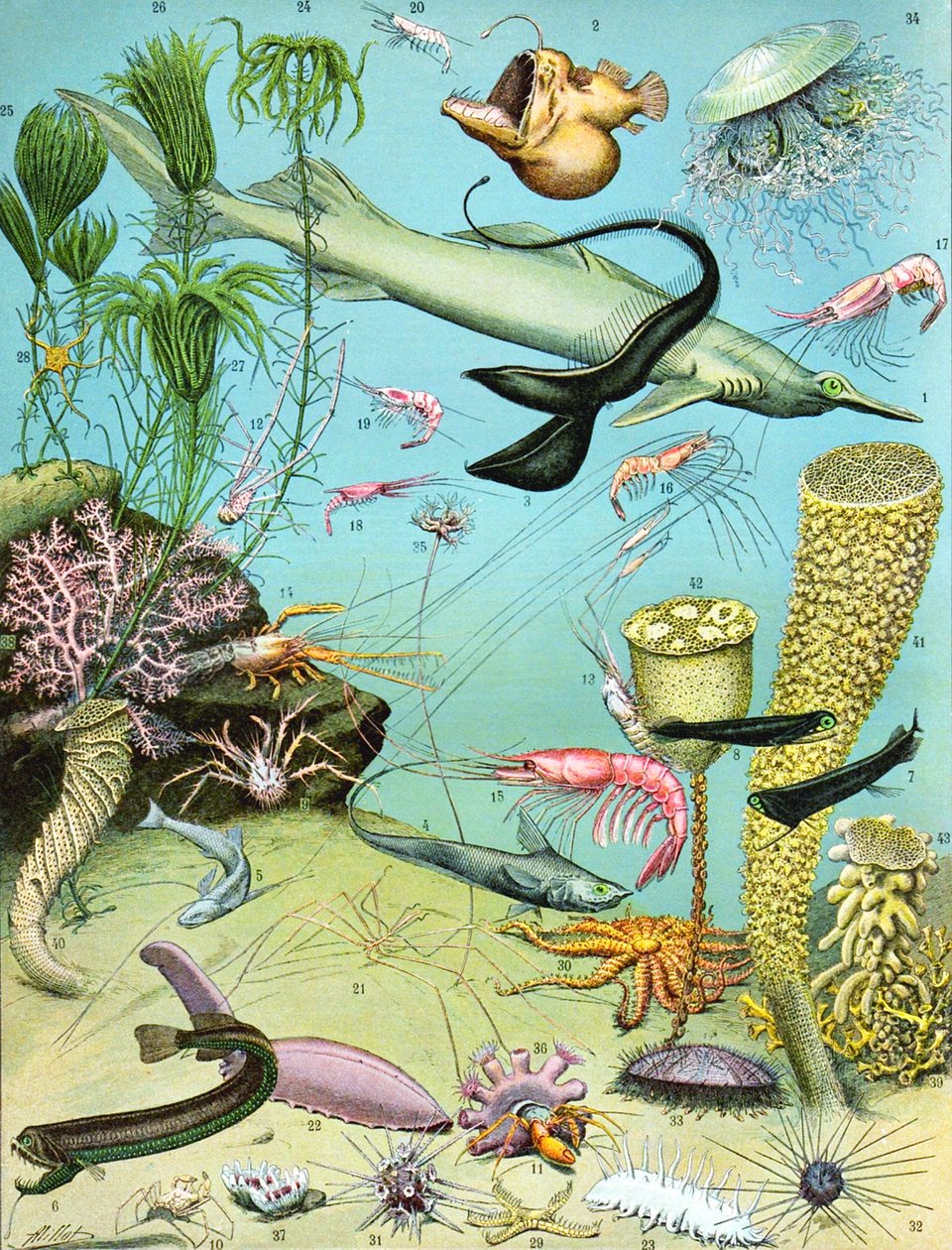 Ilustração de um ecossistema de águas profundas c.1923 de Adolphe Philippe Millot