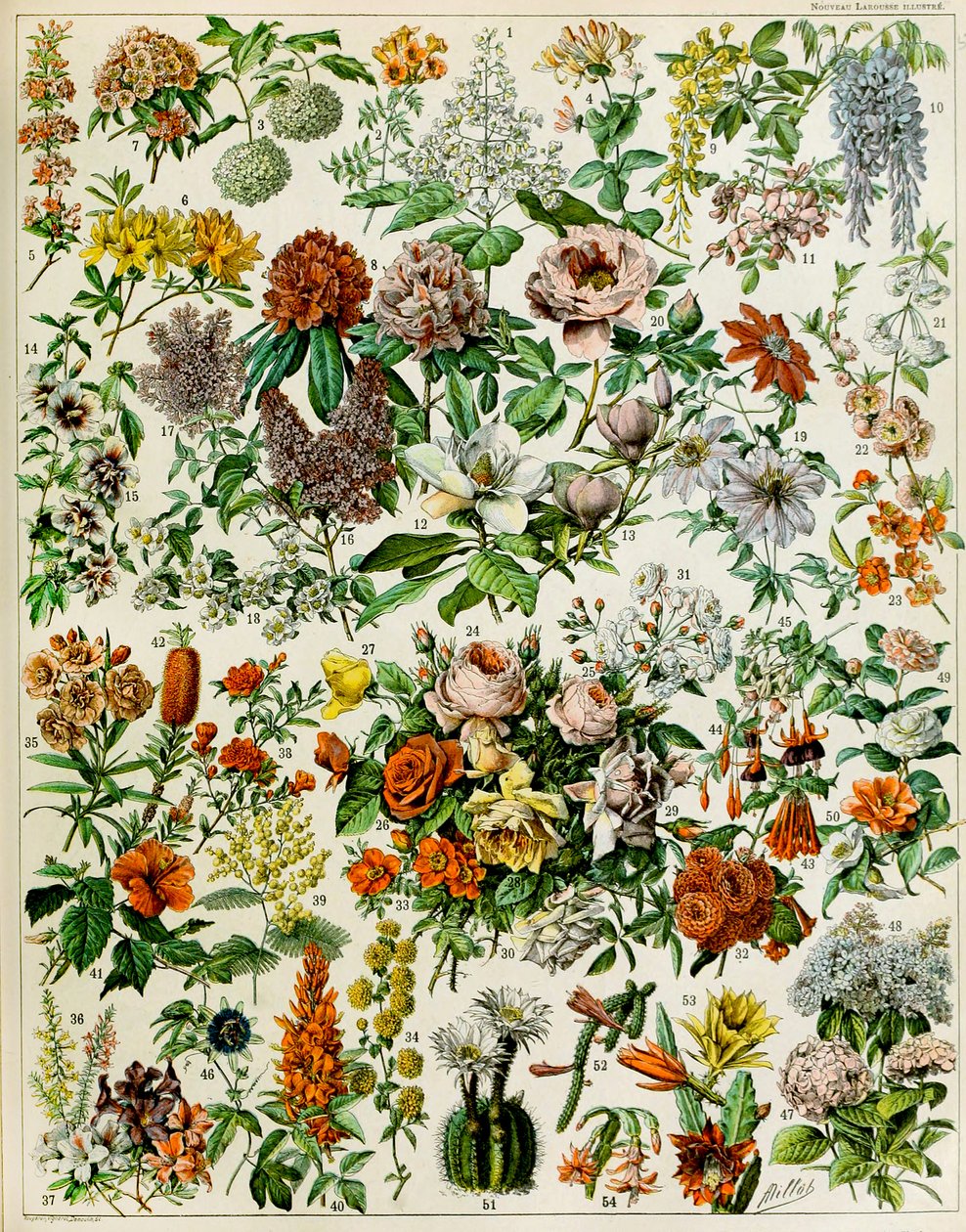 Ilustração de plantas com flores c.1923 de Adolphe Philippe Millot