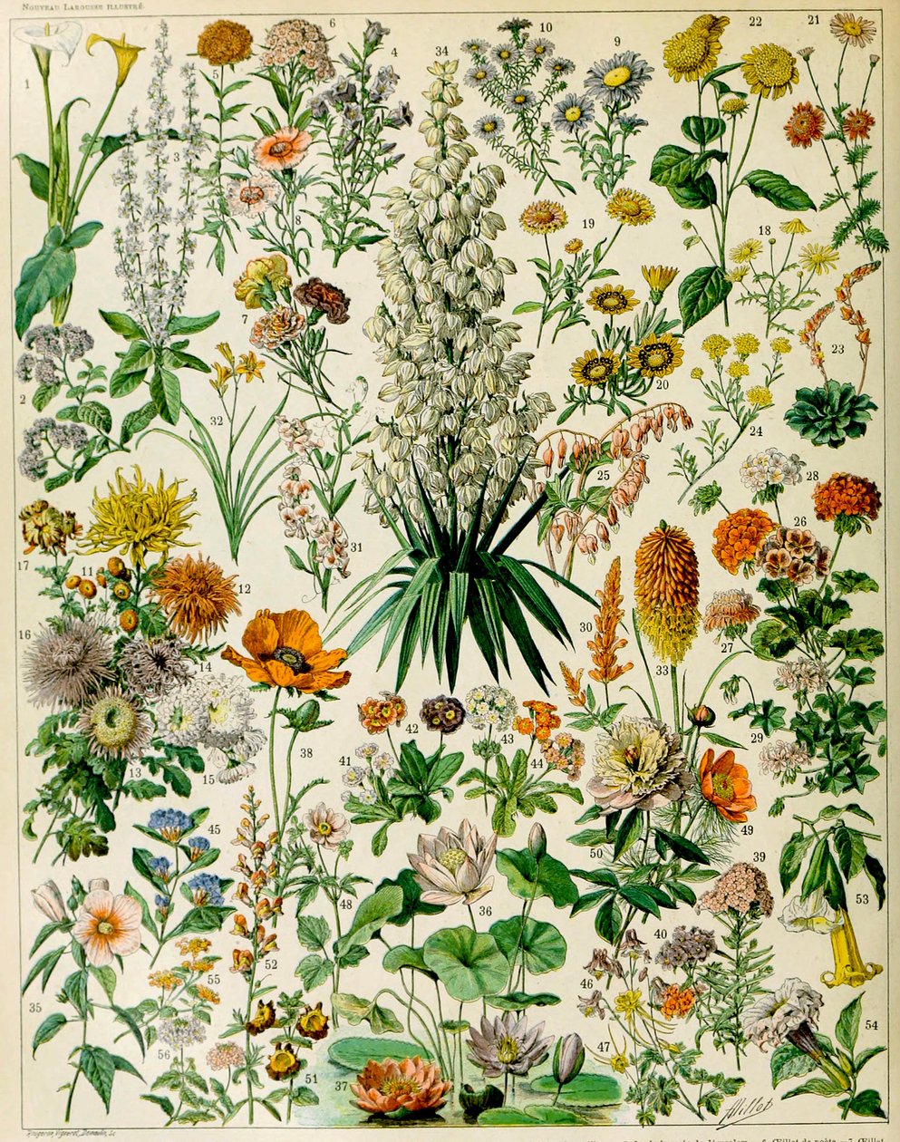Ilustração de plantas com flores c.1923 de Adolphe Philippe Millot