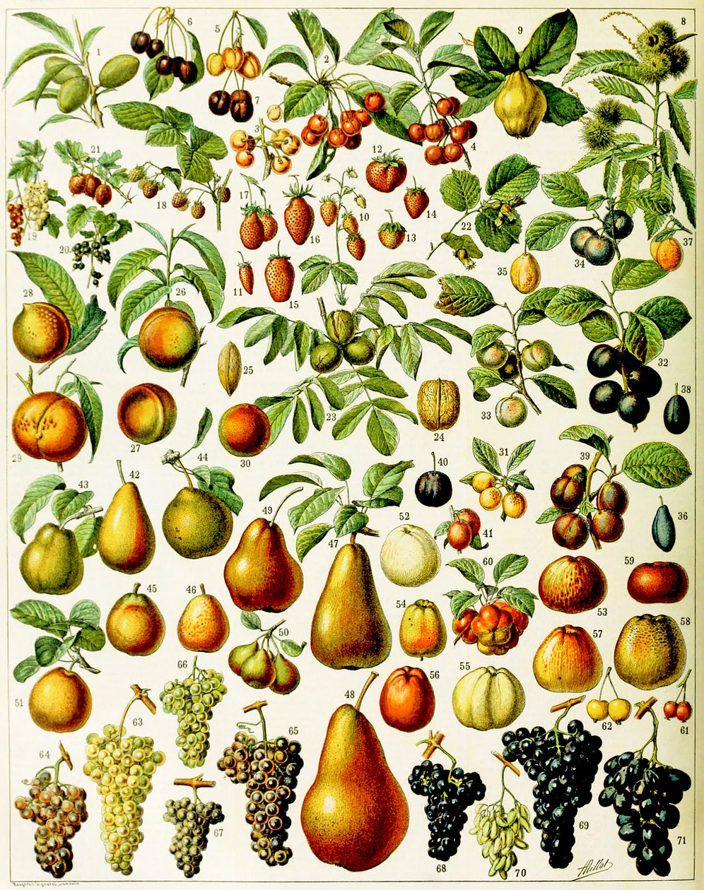 Ilustração de frutas c.1923 de Adolphe Philippe Millot