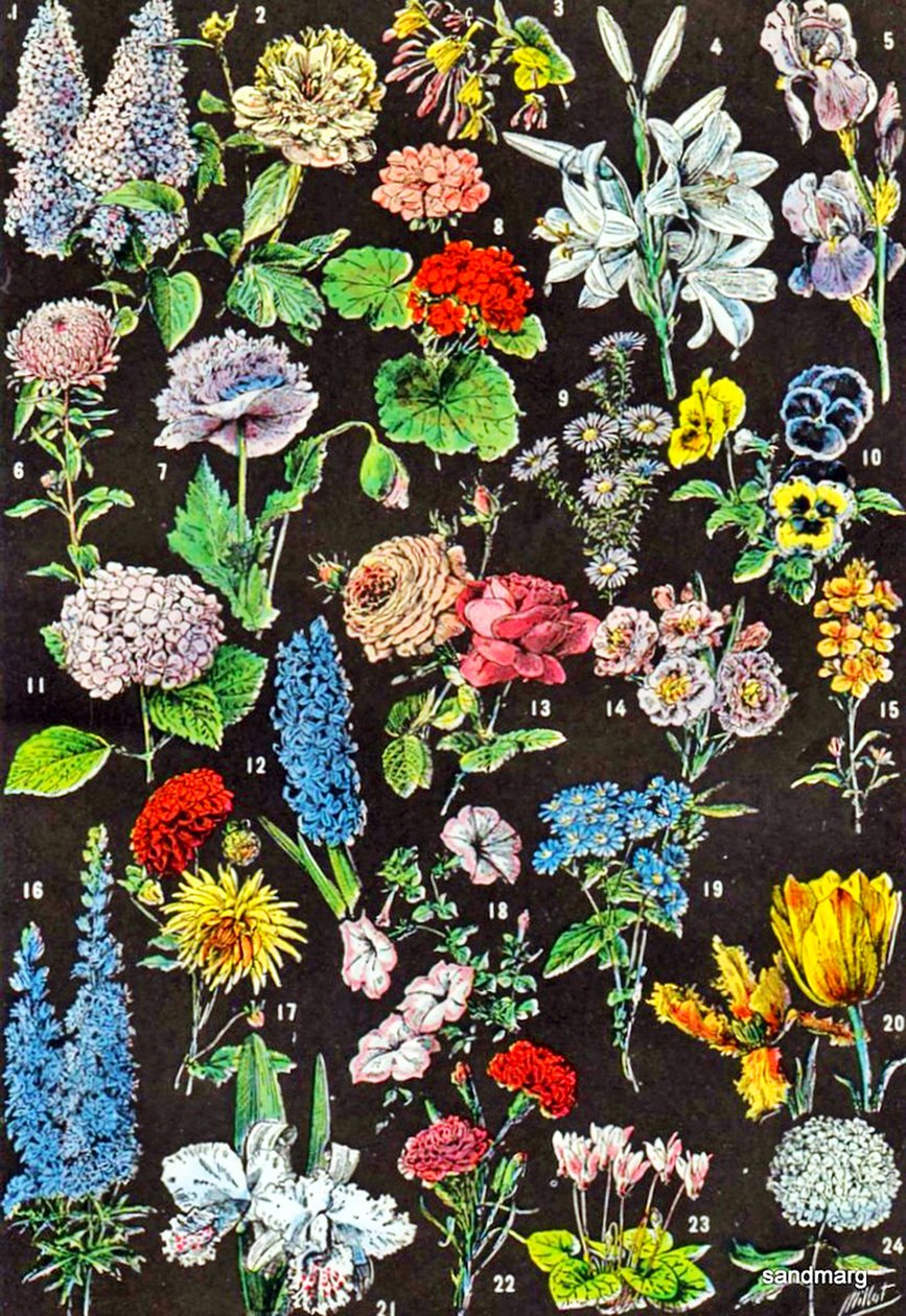 Ilustração de flores no jardim c.1923 de Adolphe Philippe Millot