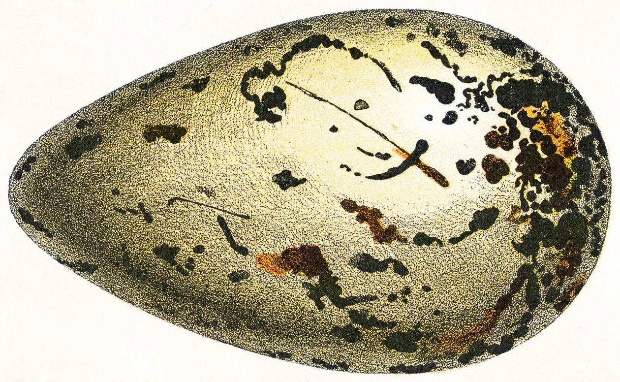 O ovo de um grande auk, 1923 de Adolphe Philippe Millot
