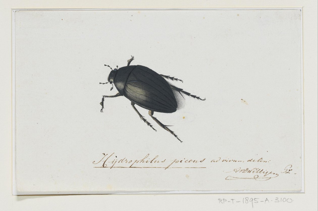 Besouro de Água Negra Hydrophilus picens (título no objeto) de Adriaan van der Willigen