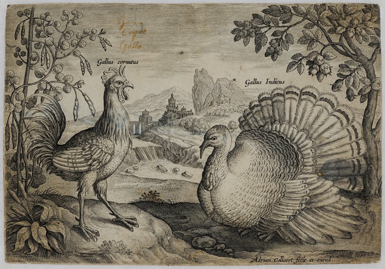 Gravura do velho mestre de Adriaen Collaert