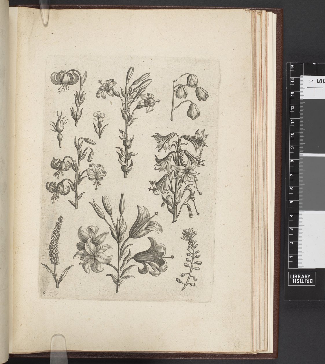 Ilustração de plantas, 