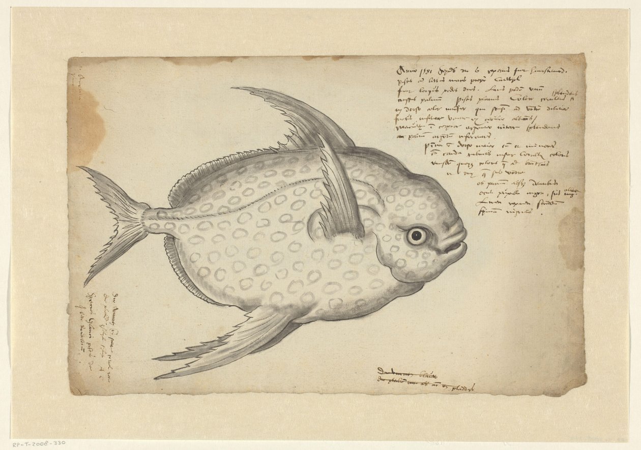 Peixe-rei (Lampris guttatus) de Adriaen Coenen