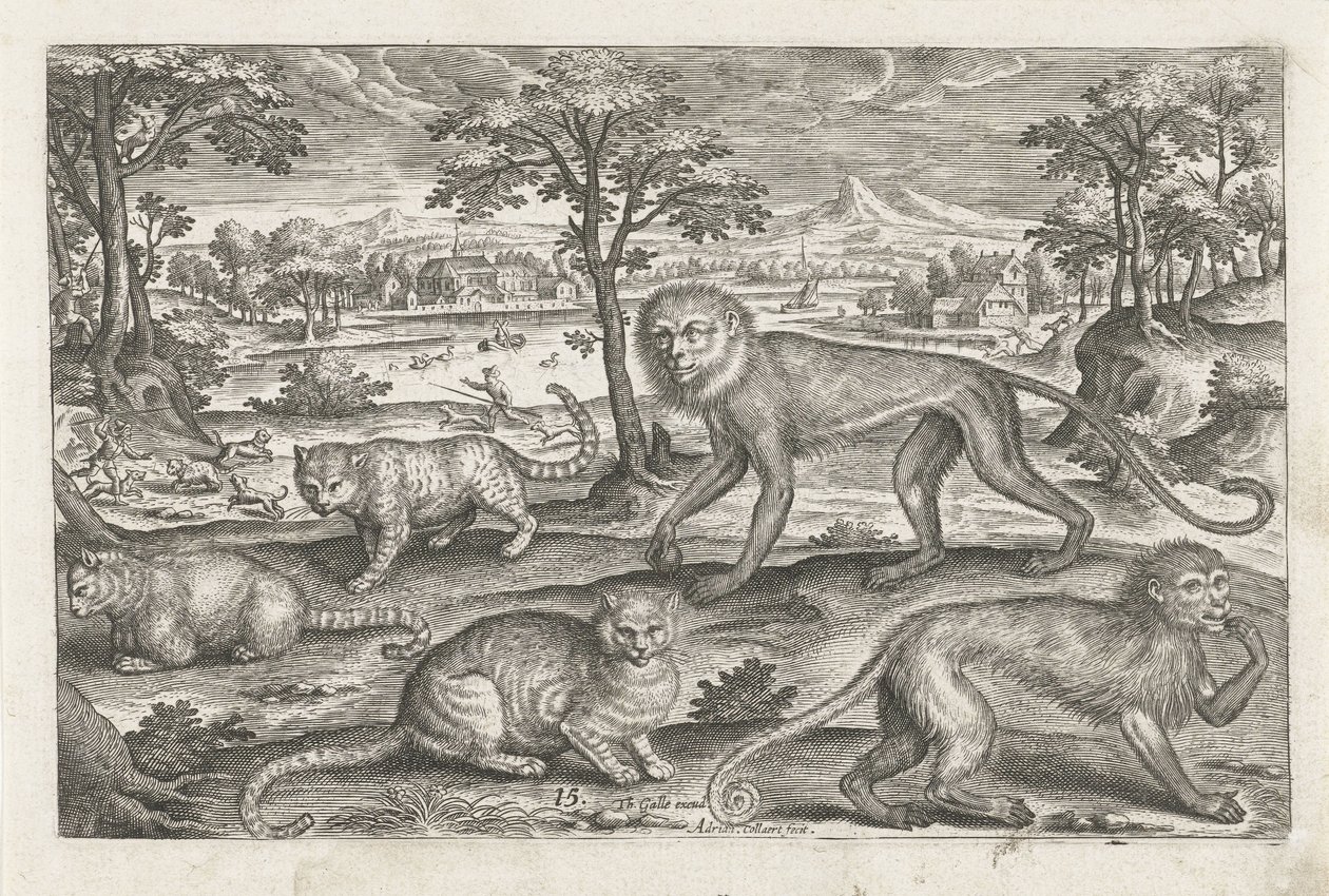 Macacos e gatos Animais de quatro patas (título da série) Animalivm Qvaddrvpedvm (título da série) de Adriaen Collaert