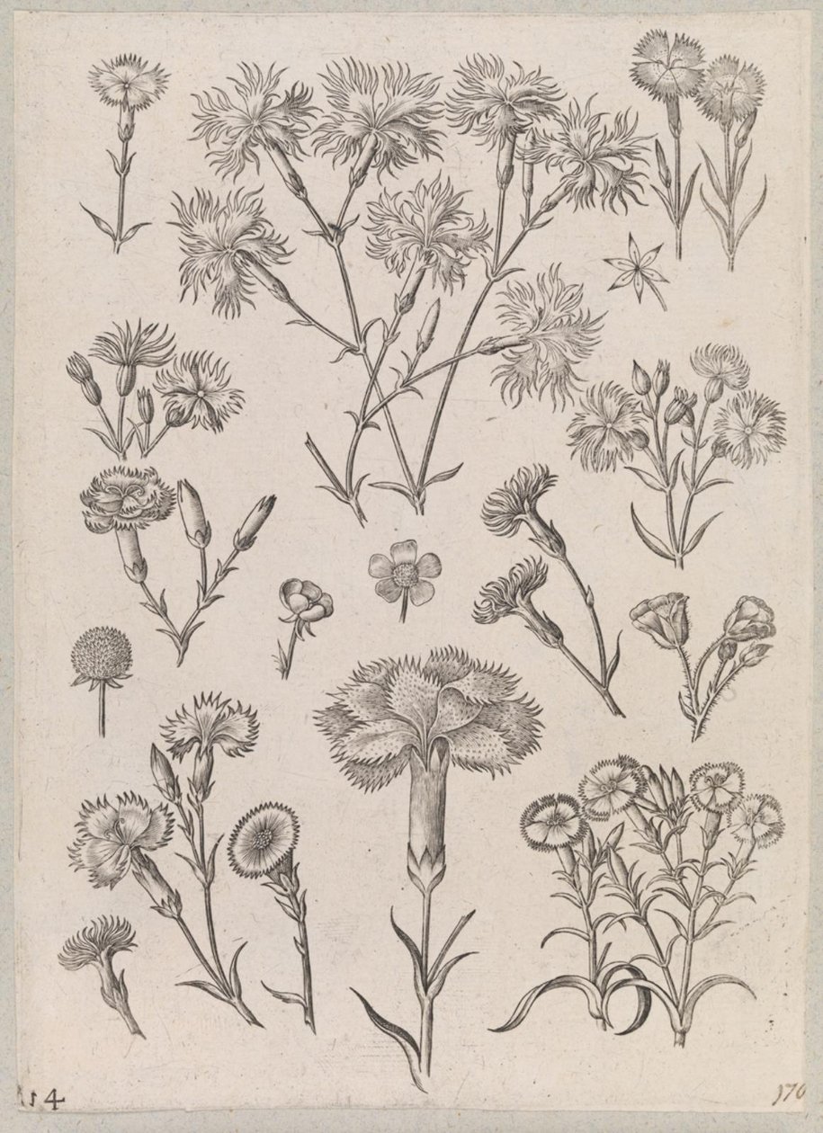 Cravo de Adriaen Collaert