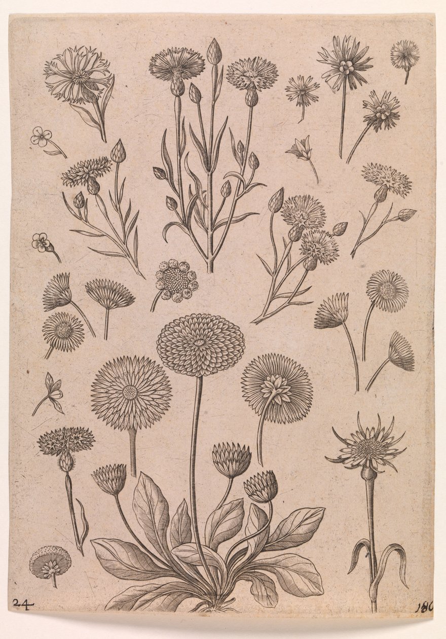 Centáureas de Adriaen Collaert