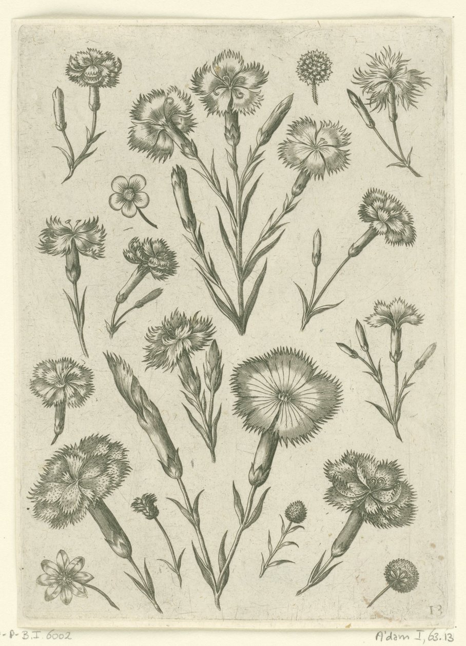 Várias raivas Florilegium (título da série) de Adriaen Collaert