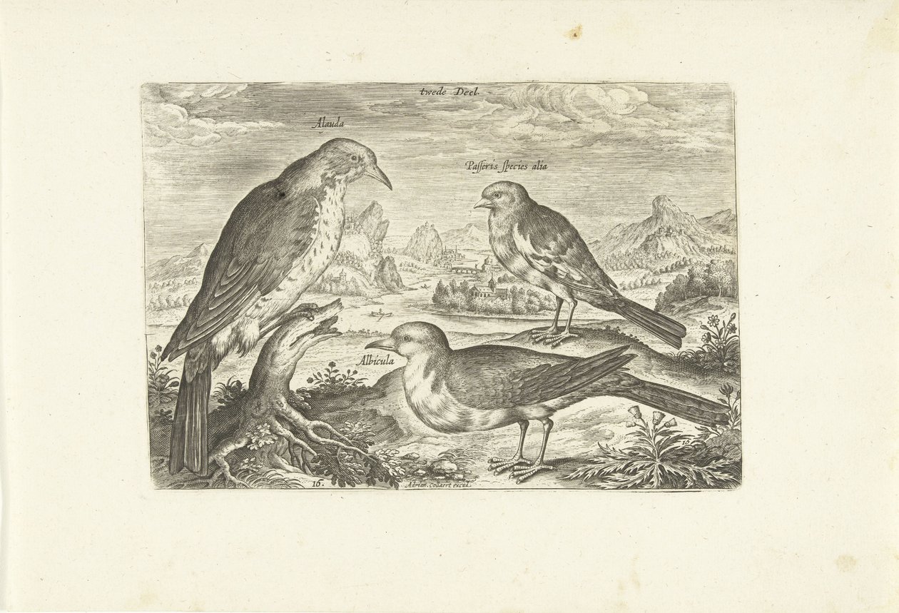 Três pássaros em uma paisagem Avium Vivae (título da série) Aves (título da série) de Adriaen Collaert