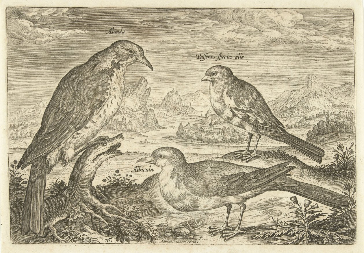 Três pássaros em uma paisagem Avium Vivae (título da série) Aves (título da série) de Adriaen Collaert
