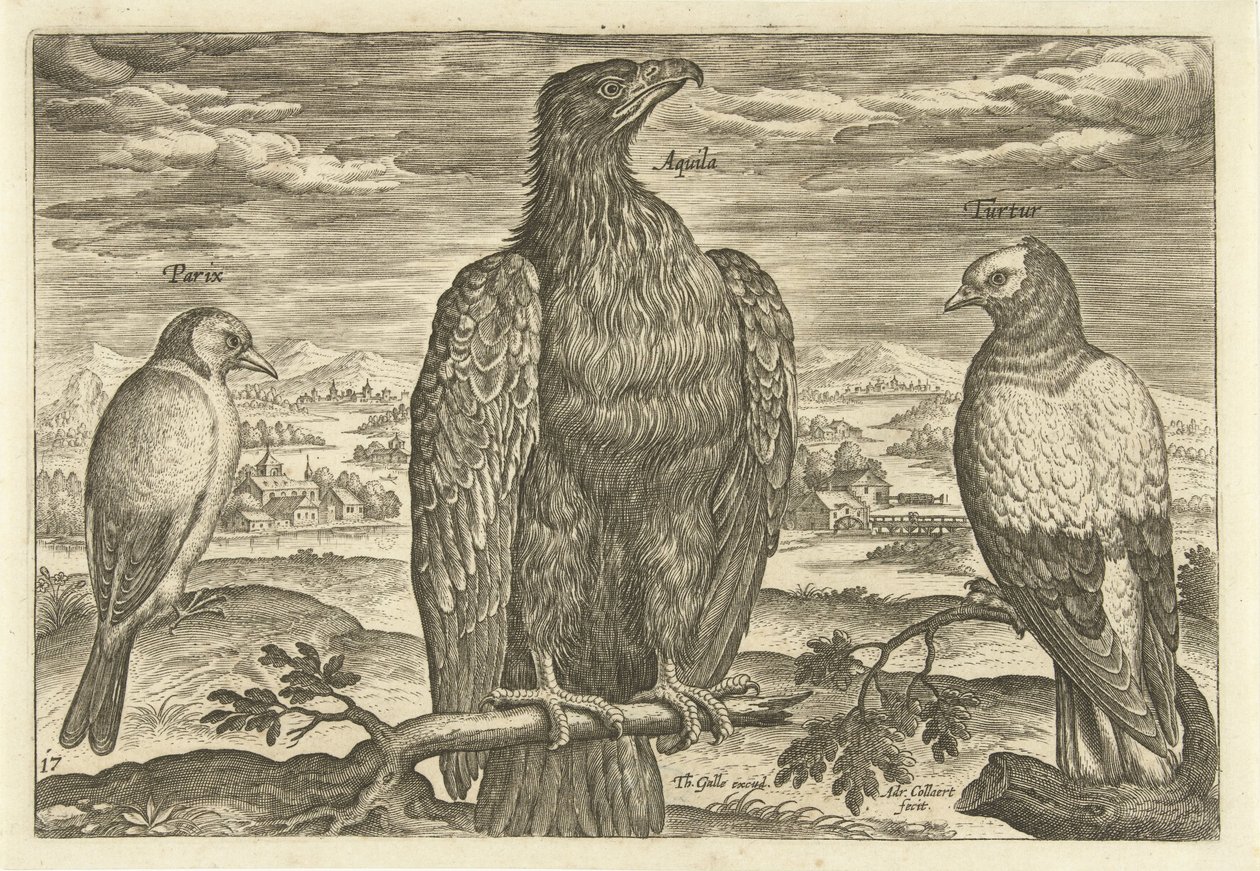 Três pássaros em uma paisagem Avium Vivae (título da série) Aves (título da série) de Adriaen Collaert