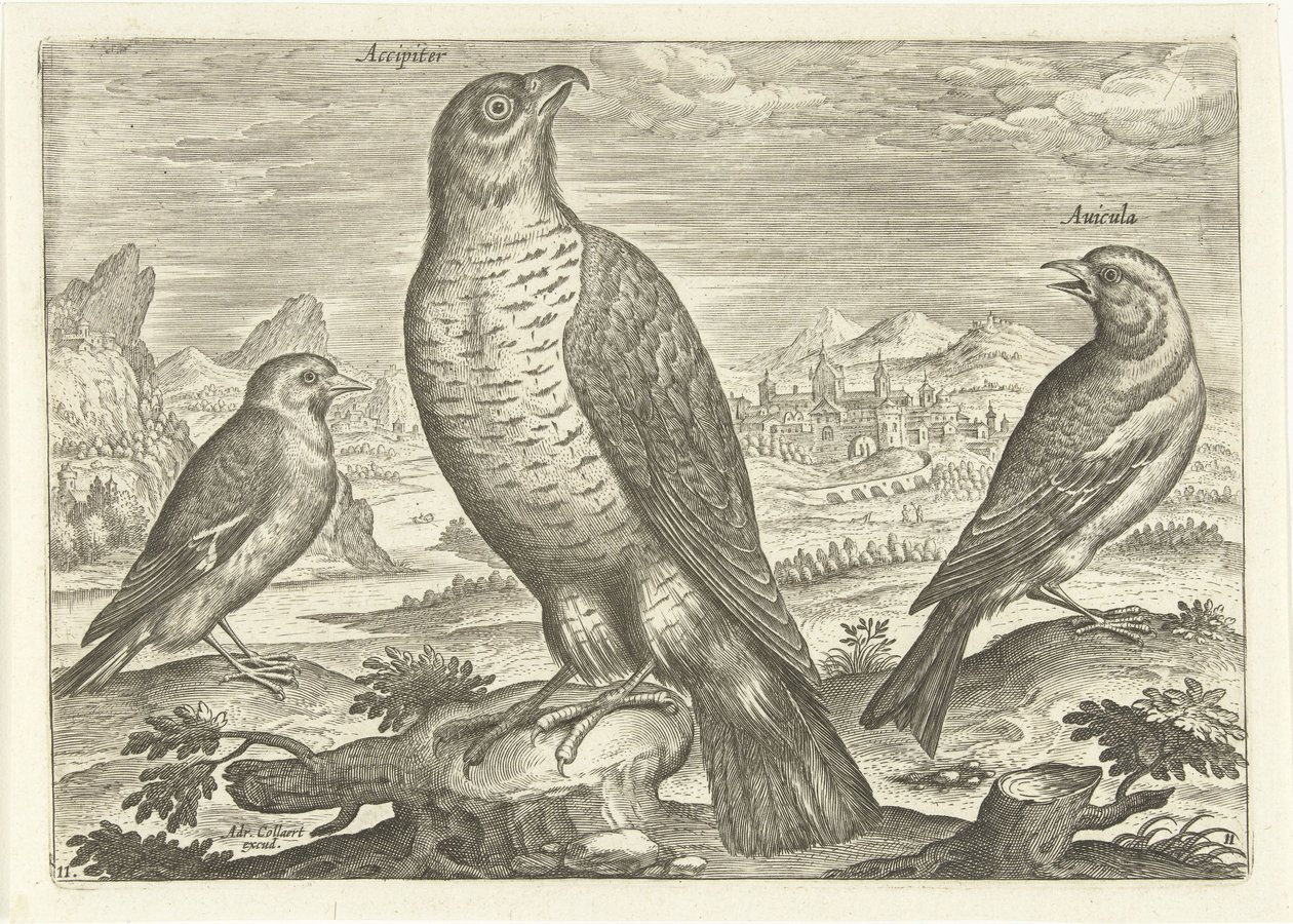 Três pássaros numa paisagem
Pássaros (título da série)
Avivm vivae (título da série) de Adriaen Collaert