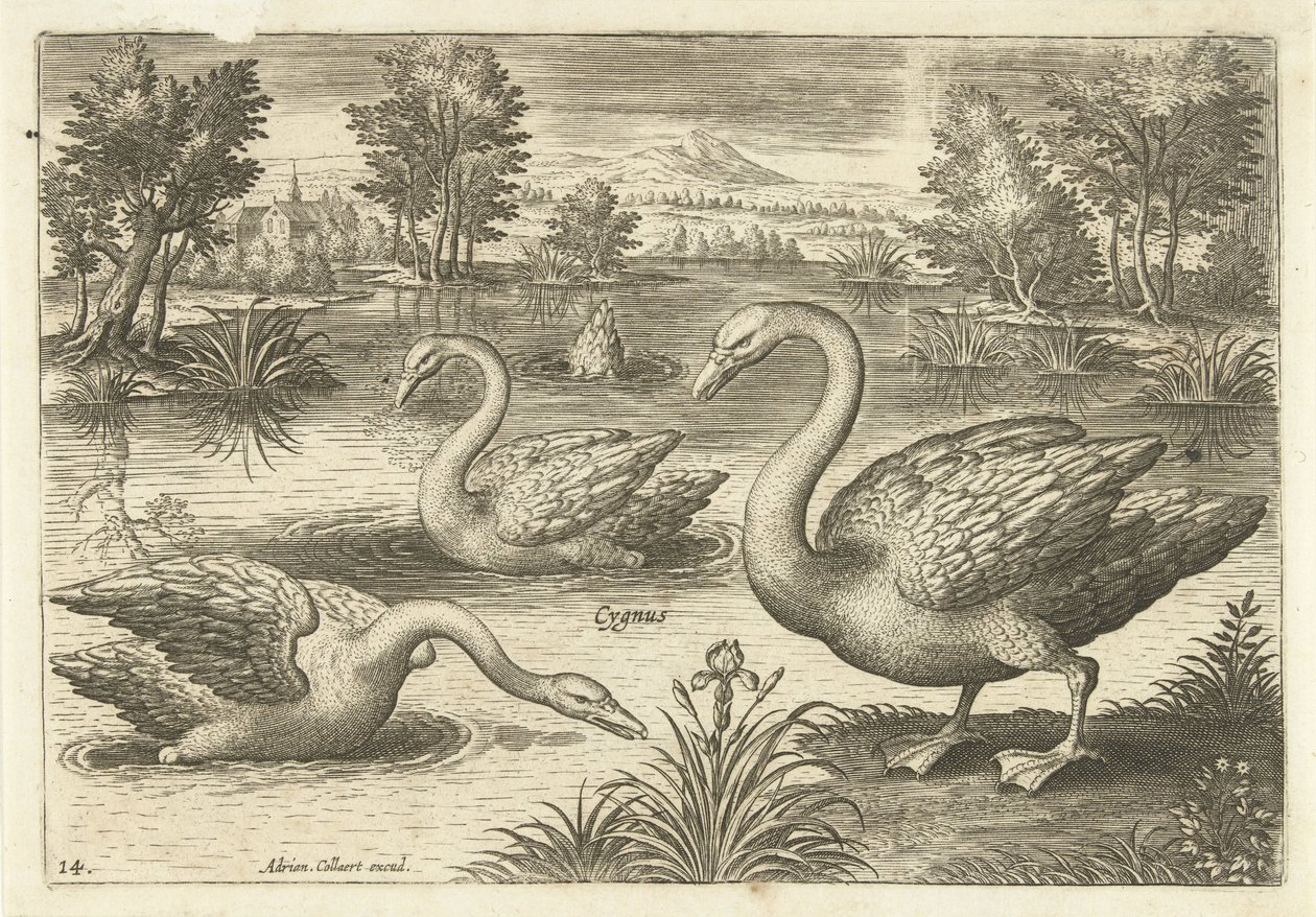 Três cisnes em uma lagoa Aves (título da série) Avium vivae (título da série) de Adriaen Collaert