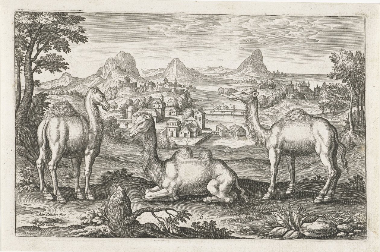 Dromedários e um camelo Animais de quatro patas (título da série) Animalivm Qvaddrvpedvm (título da série) de Adriaen Collaert
