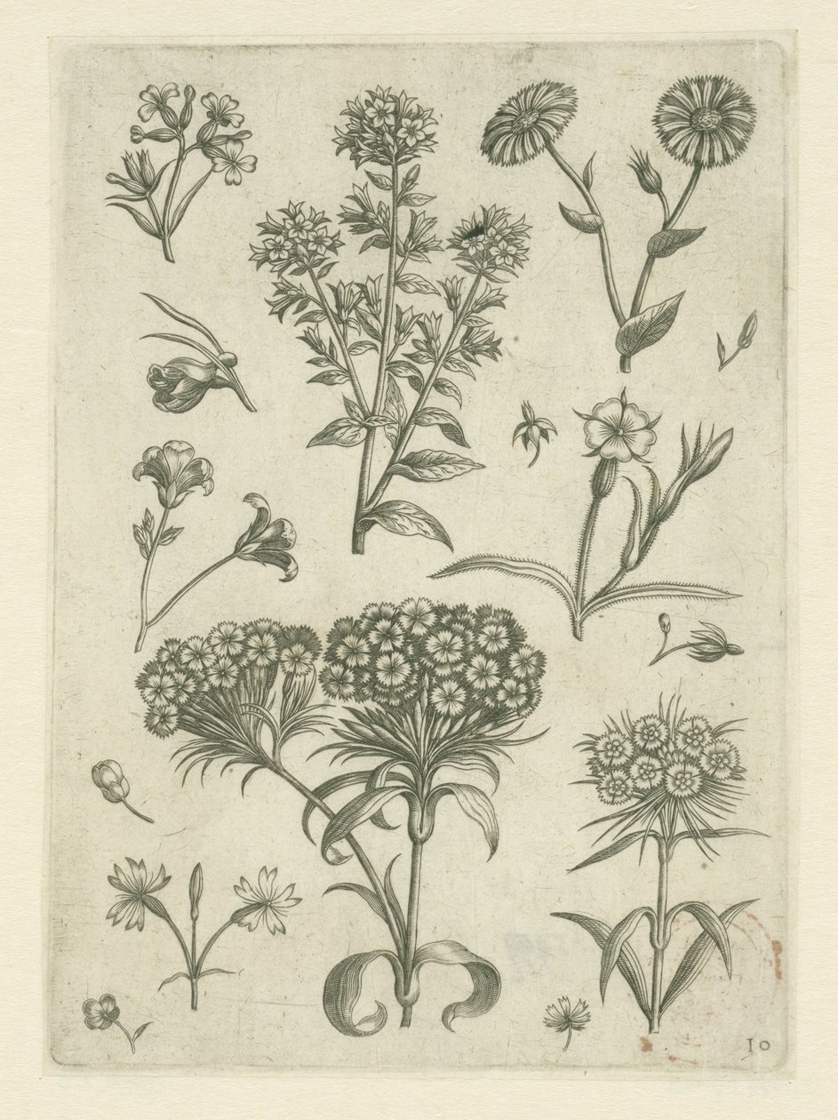 Yarrow e outras flores
Florilegium (título da série) de Adriaen Collaert