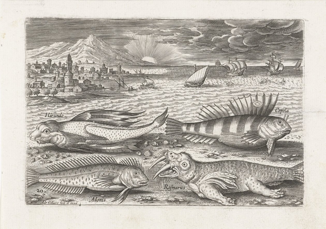 Alguns peixes e uma morsa na praia
Peixe (título da série)
Piscivm vivae icones (título da série) de Adriaen Collaert