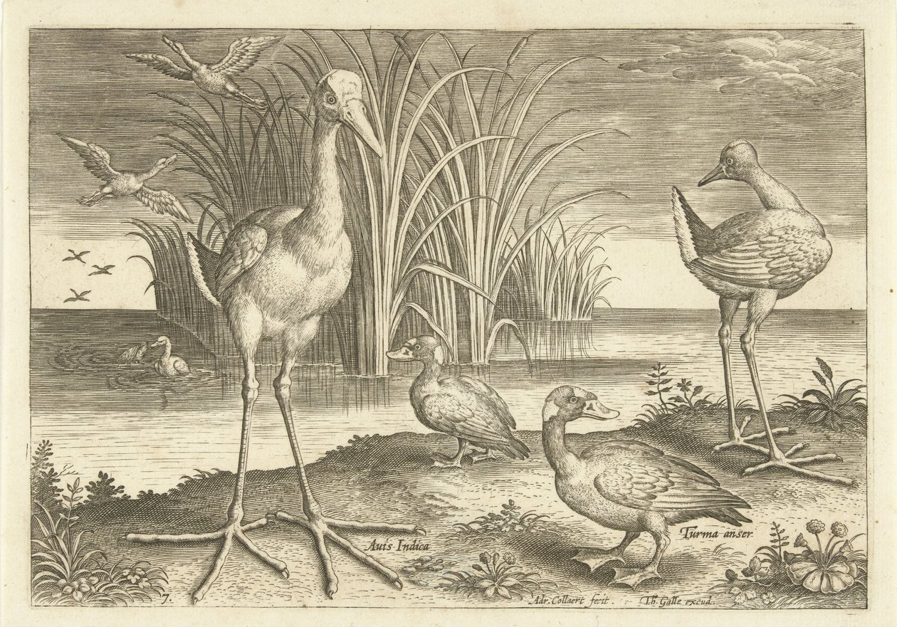 Algumas aves aquáticas em uma costa Aves (título da série) Avivm vivae (título da série) de Adriaen Collaert