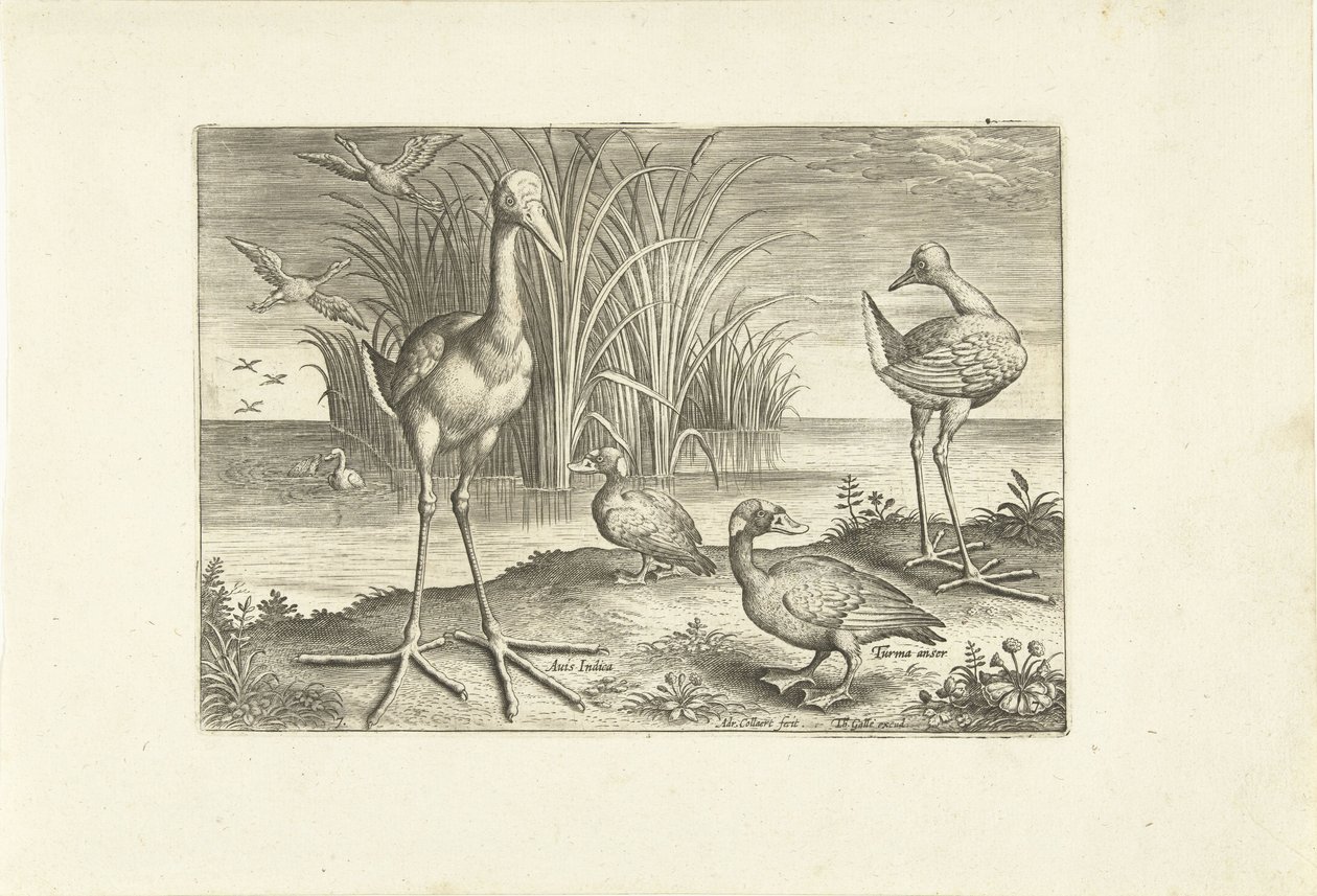 Algumas aves aquáticas numa margem
Pássaros (título da série)
Avivm vivae (título da série) de Adriaen Collaert