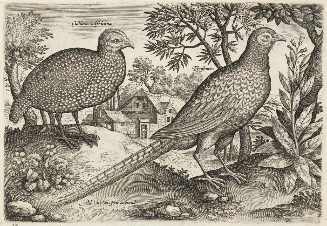 Pintada e faisão de Adriaen Collaert