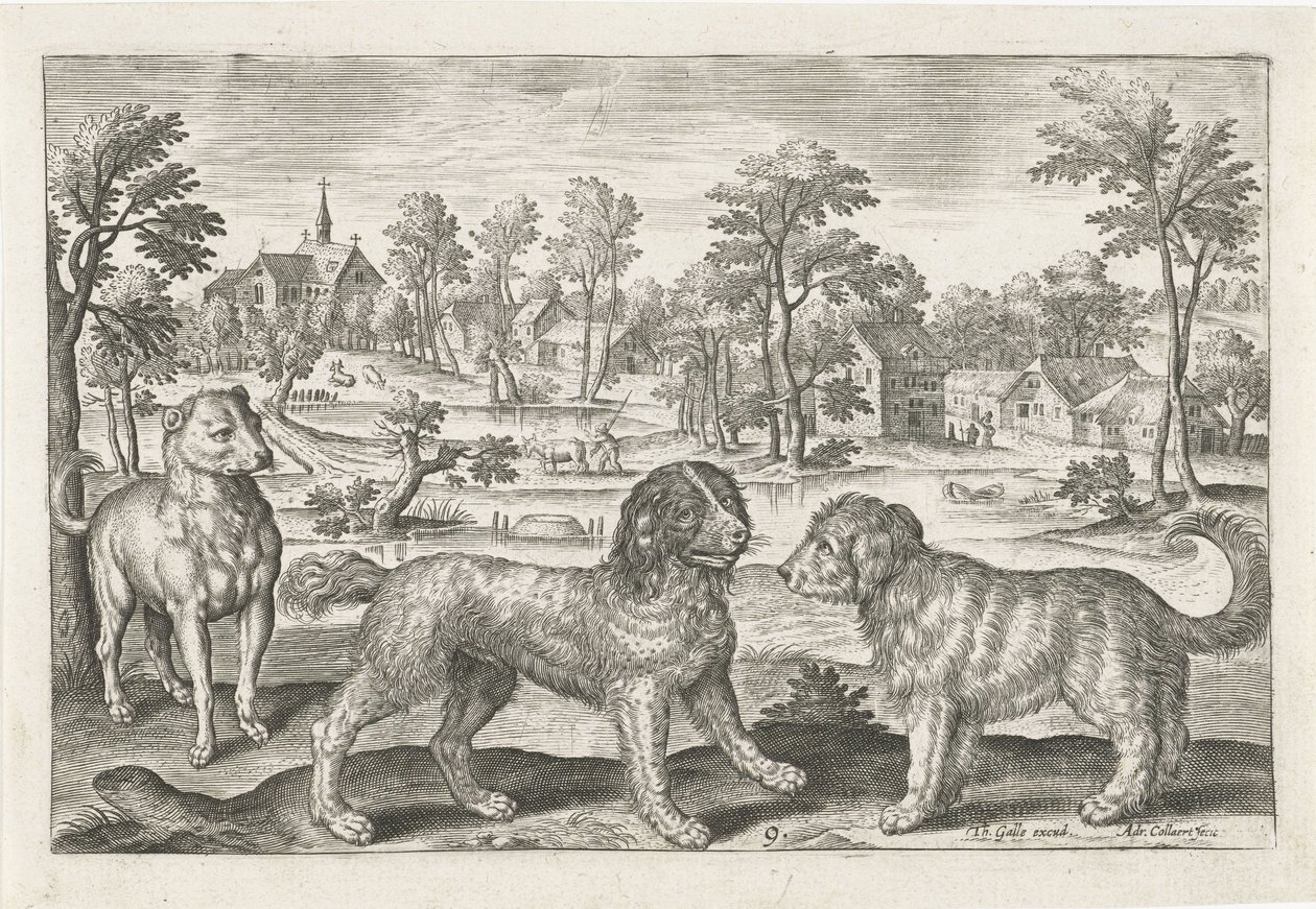 cães Animais de quatro patas (título da série) Animalivm Qvaddrvpedvm (título da série) de Adriaen Collaert