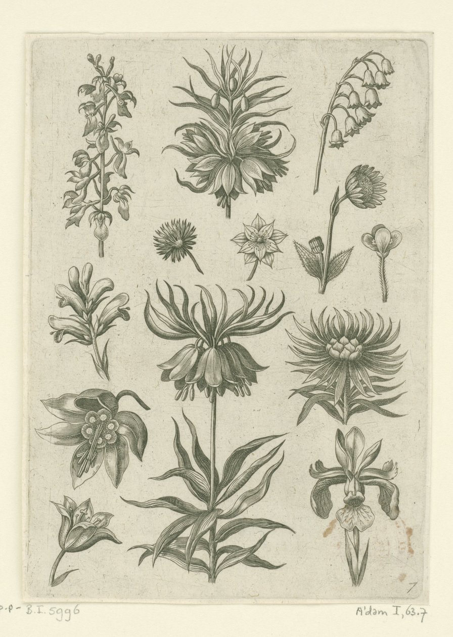 Johann Nepomuk Cavaleiro Imperial de Humbourg de Adriaen Collaert