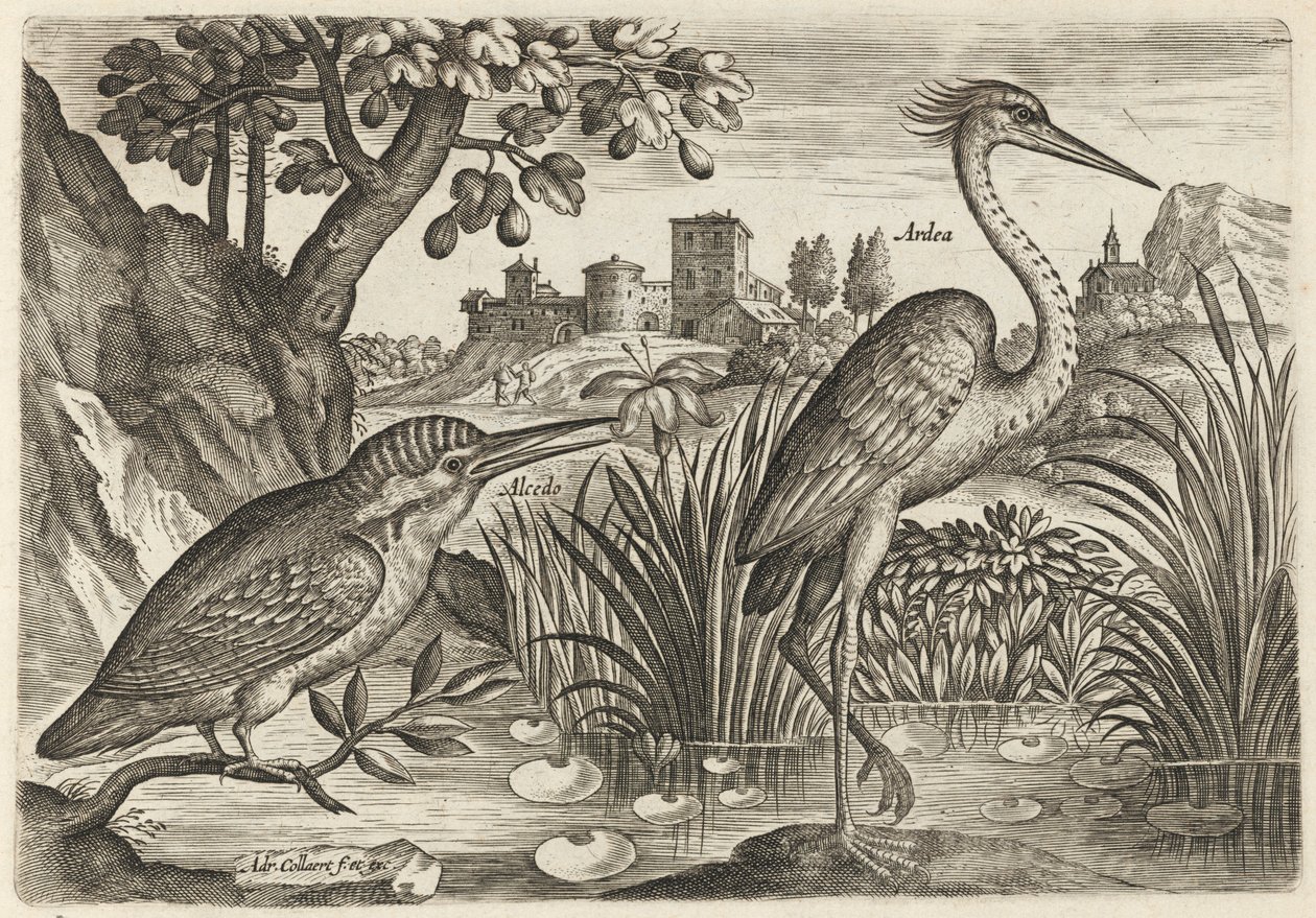 Guarda-rios e garça-real de Adriaen Collaert