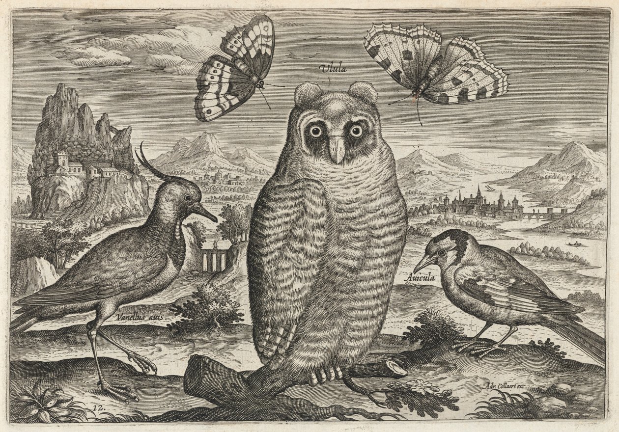 Abibe, coruja-pequena e pintassilgo de Adriaen Collaert
