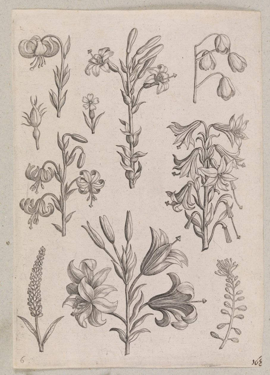 Lírios de Adriaen Collaert