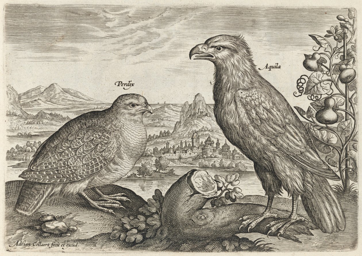 Perdiz e águia de Adriaen Collaert