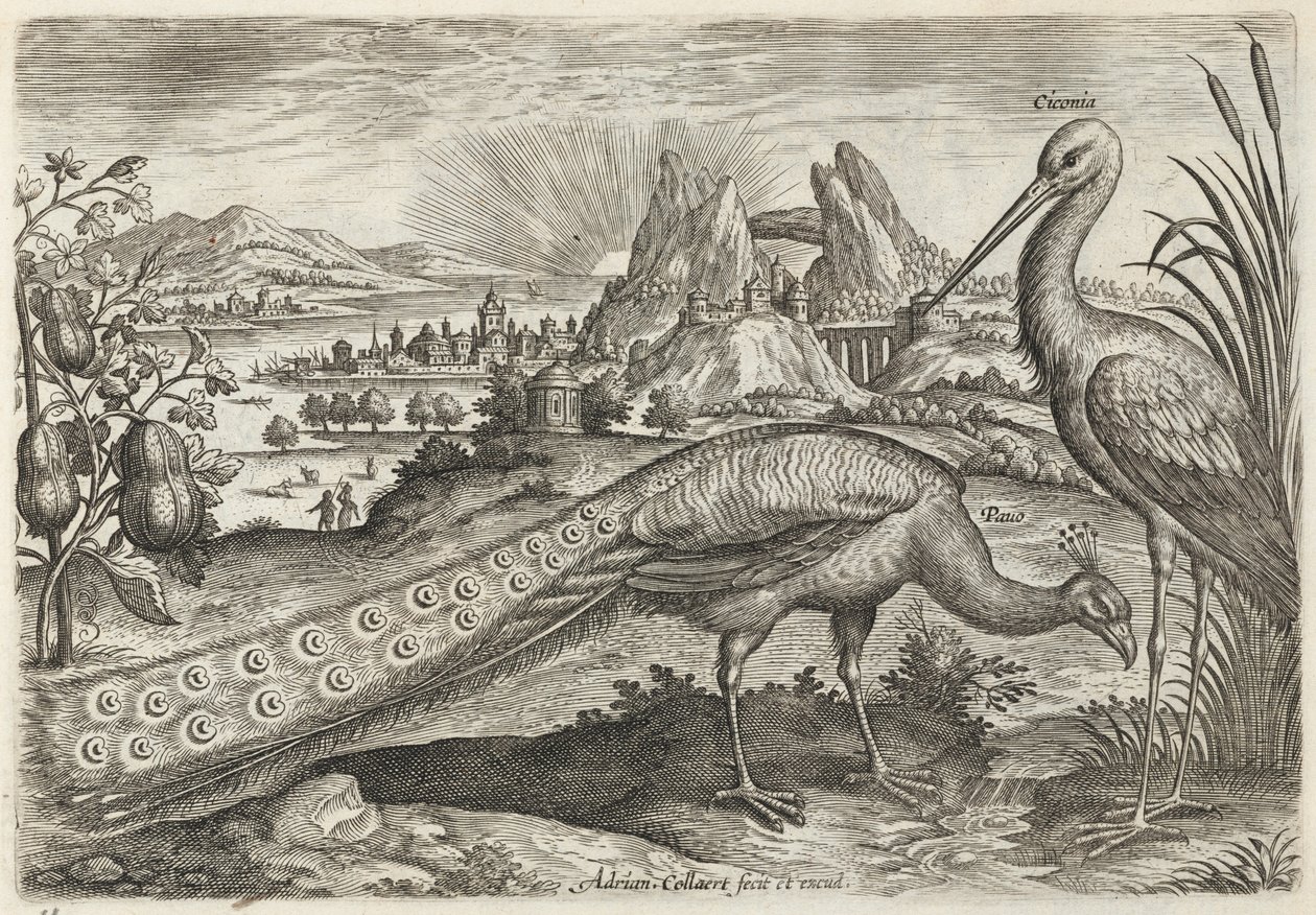 Pavão e cegonha de Adriaen Collaert