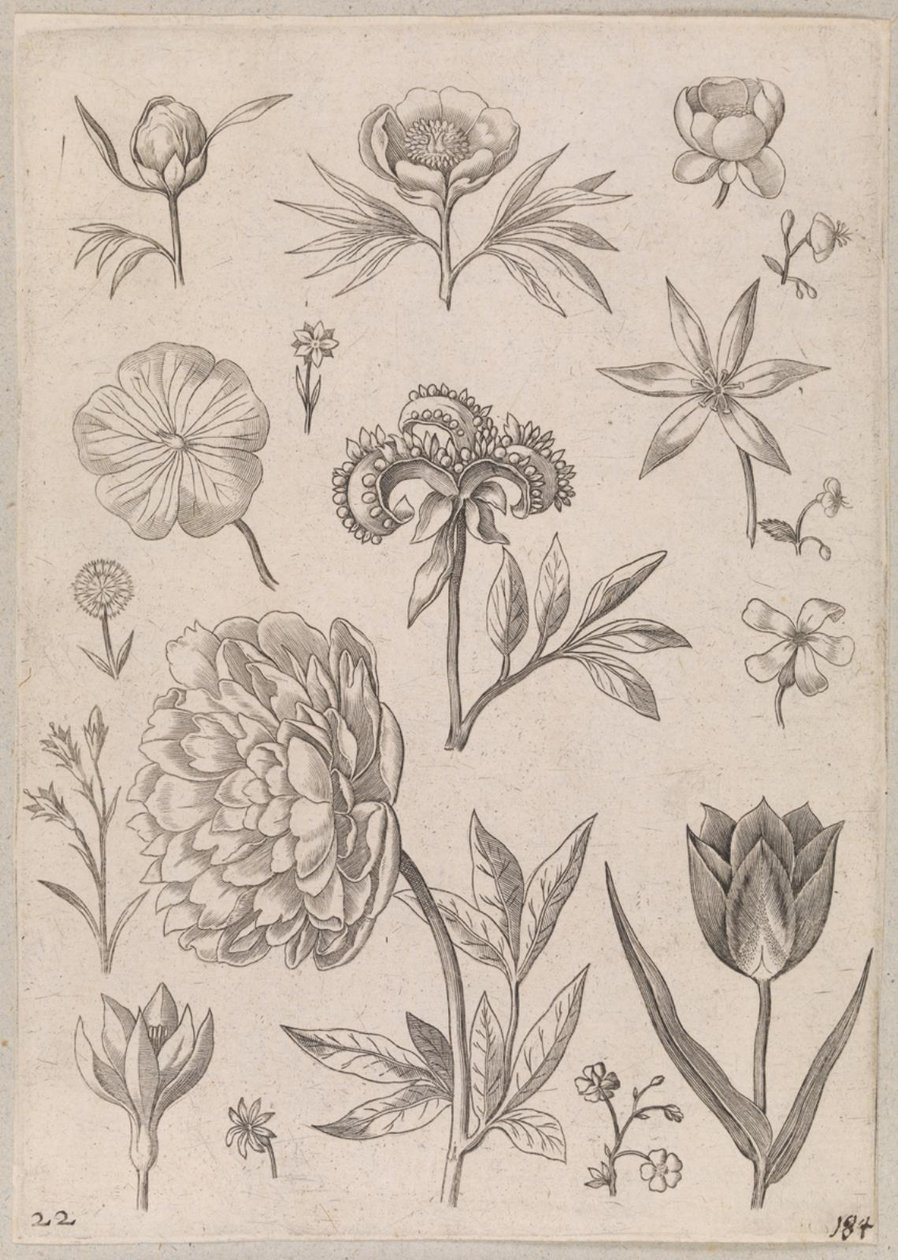 Peônia de Adriaen Collaert