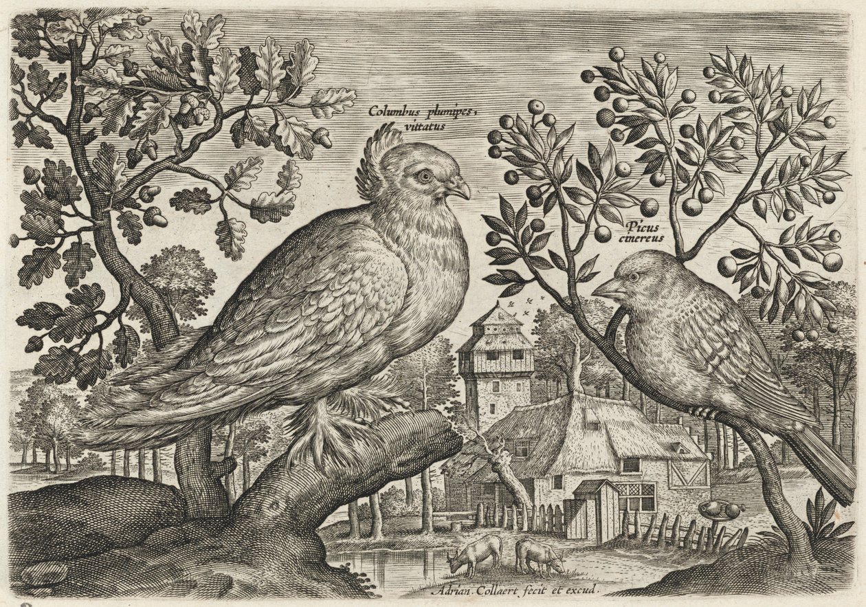 Pombo e tentilhão de Adriaen Collaert
